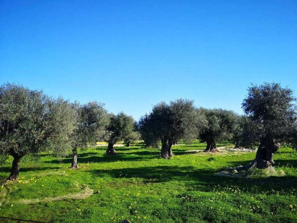 terreno agricolo in vendita a Mola di Bari