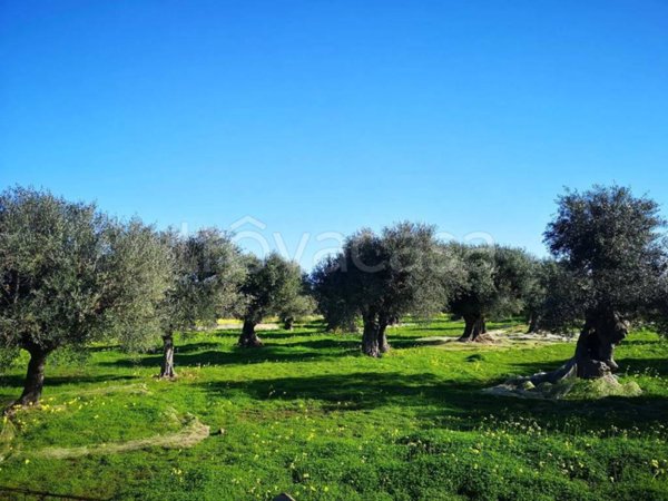 terreno agricolo in vendita a Mola di Bari
