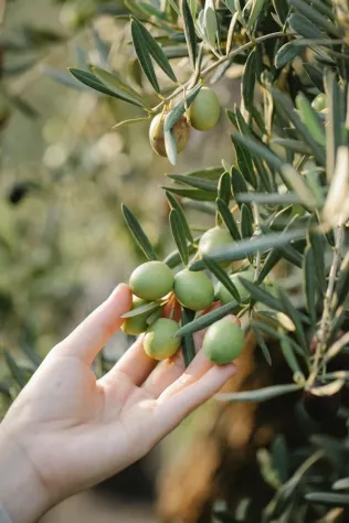 terreno agricolo in vendita a Mola di Bari