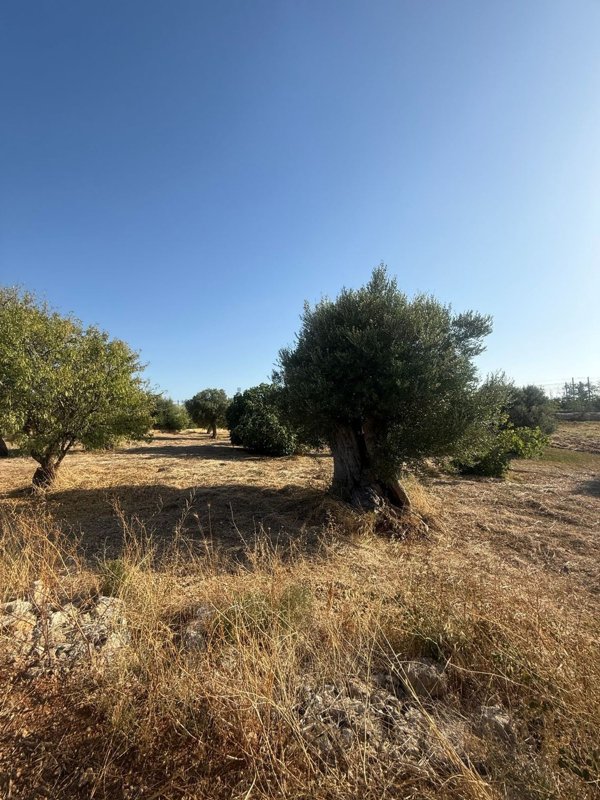 terreno in vendita a Mola di Bari in zona Cozze
