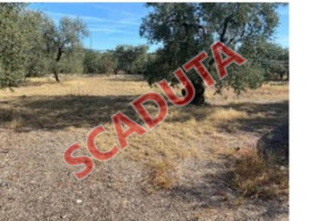 terreno agricolo in vendita a Molfetta
