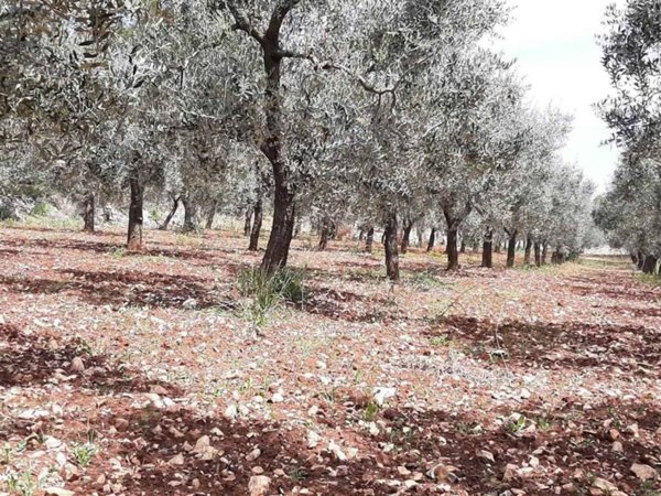 terreno agricolo in vendita a Monopoli