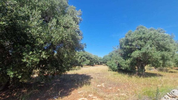 terreno agricolo in vendita a Monopoli