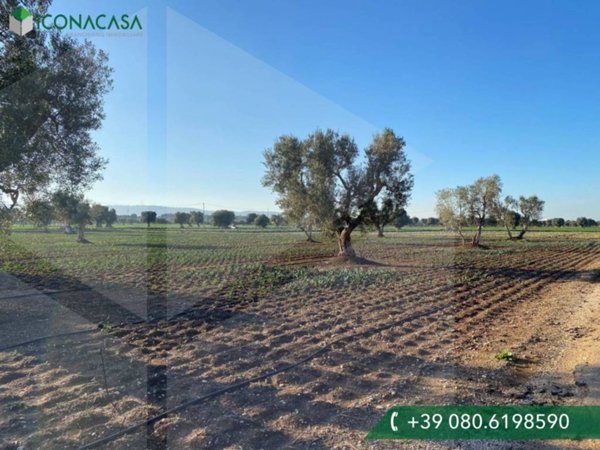 terreno agricolo in vendita a Monopoli