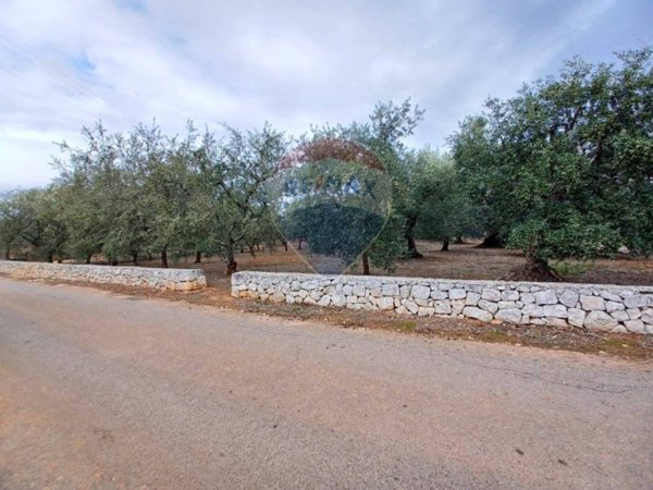 terreno agricolo in vendita a Monopoli