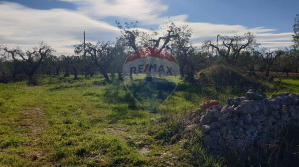 terreno agricolo in vendita a Monopoli