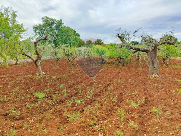 terreno agricolo in vendita a Monopoli