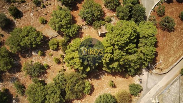 terreno agricolo in vendita a Monopoli