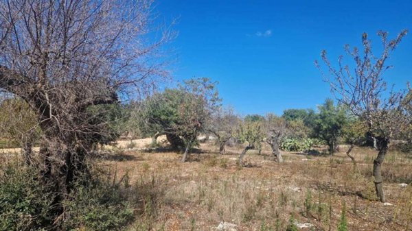 terreno agricolo in vendita a Monopoli in zona Cristo Re