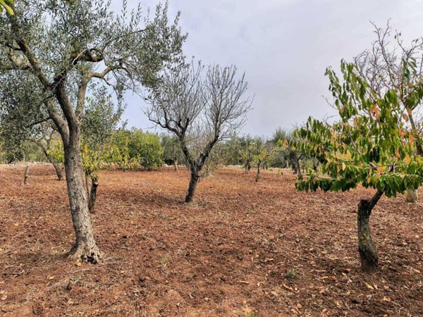 terreno agricolo in vendita a Monopoli