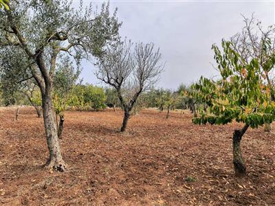 terreno agricolo in vendita a Monopoli