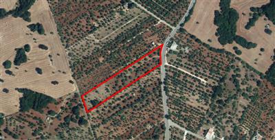 terreno agricolo in vendita a Monopoli