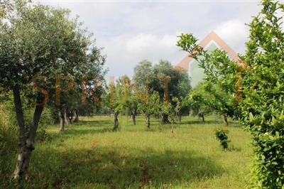 terreno agricolo in vendita a Monopoli