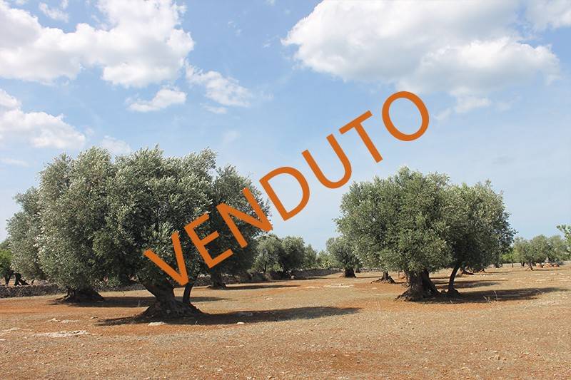 terreno agricolo in vendita a Monopoli in zona Cristo delle Zolle