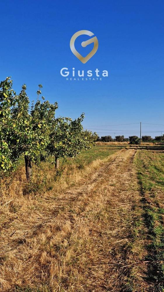 terreno agricolo in vendita a Monopoli