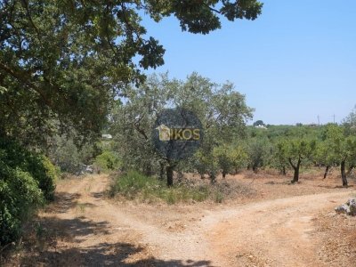 terreno agricolo in vendita a Monopoli