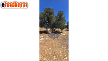 terreno agricolo in vendita a Monopoli