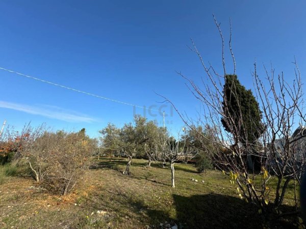 terreno agricolo in vendita a Monopoli