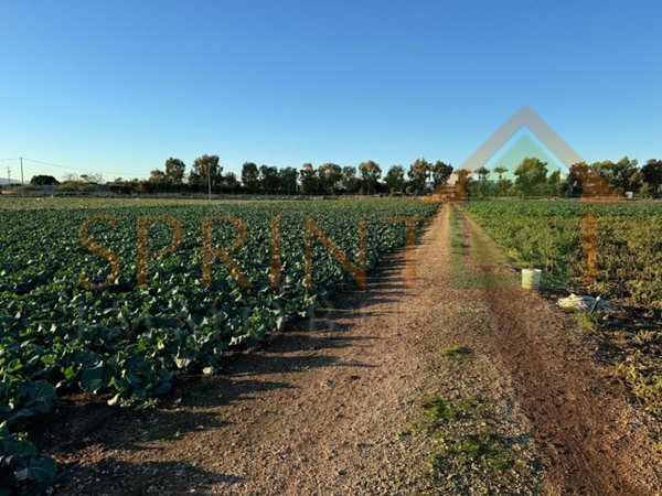 terreno agricolo in vendita a Monopoli