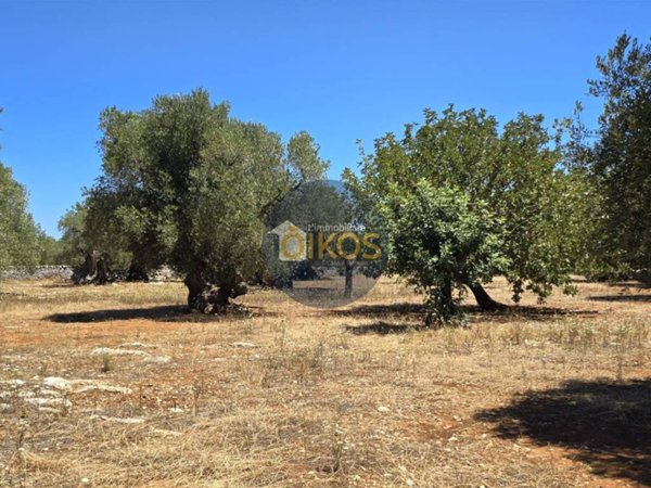 terreno agricolo in vendita a Monopoli