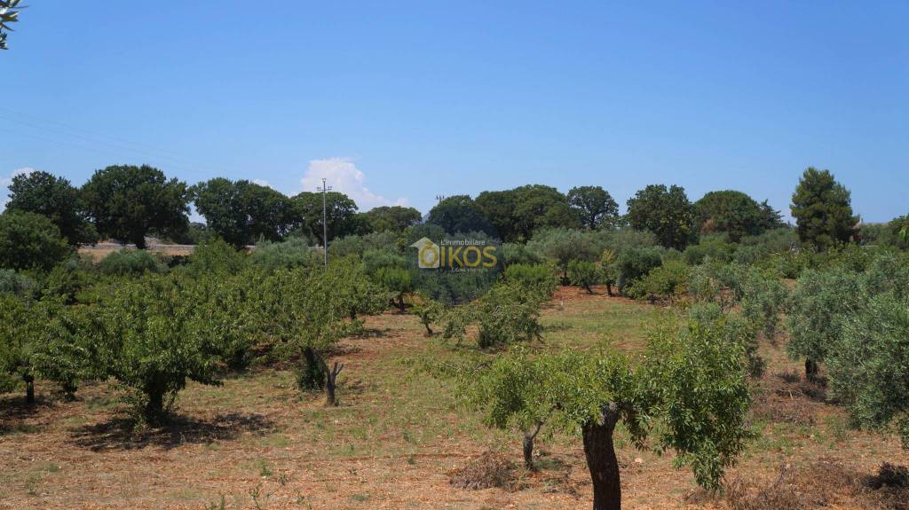 terreno agricolo in vendita a Monopoli