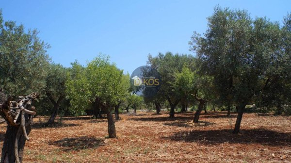 terreno agricolo in vendita a Monopoli in zona Lamascrasciola