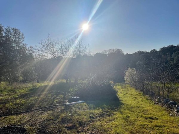 terreno agricolo in vendita a Monopoli