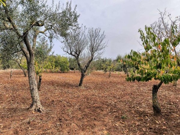 terreno agricolo in vendita a Monopoli