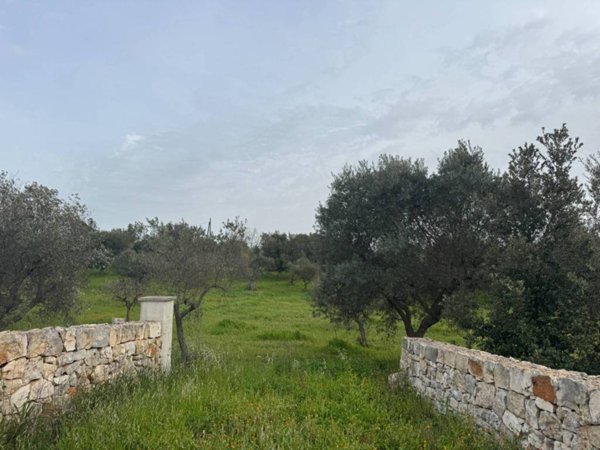 terreno agricolo in vendita a Monopoli
