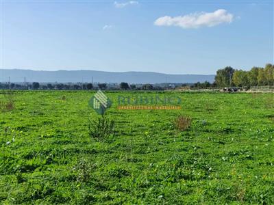 terreno agricolo in vendita a Monopoli