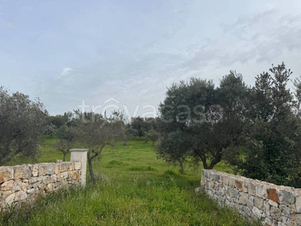 terreno agricolo in vendita a Monopoli