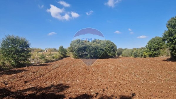 terreno agricolo in vendita a Monopoli