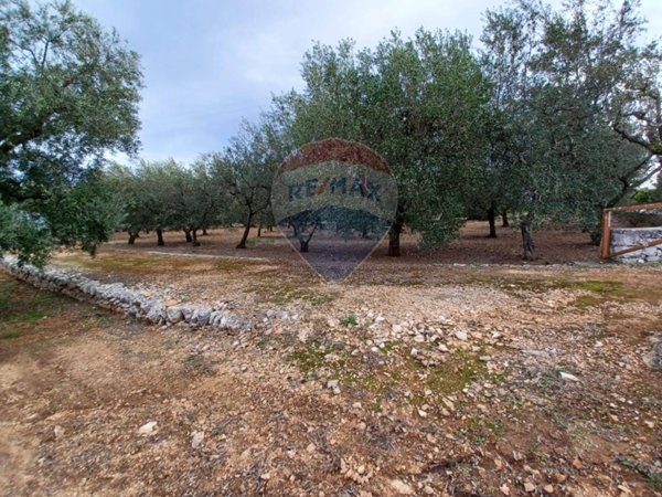 terreno agricolo in vendita a Monopoli