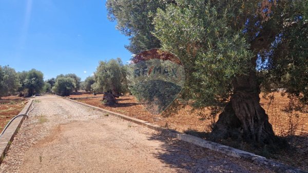 terreno agricolo in vendita a Monopoli