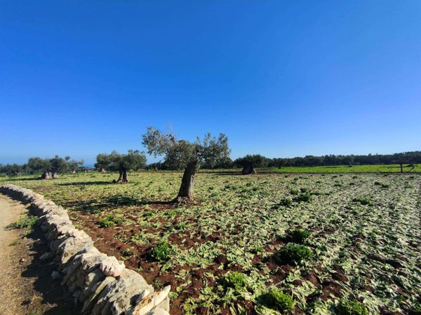 casa semindipendente in vendita a Monopoli