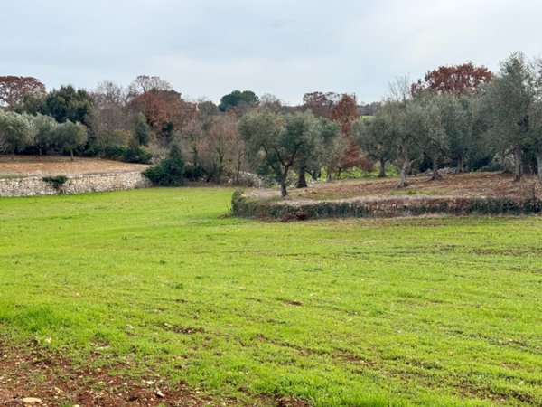 terreno agricolo in vendita a Monopoli