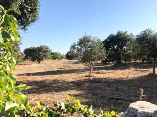 terreno agricolo in vendita a Monopoli