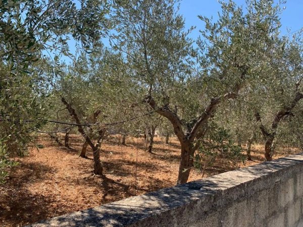 terreno agricolo in vendita a Monopoli