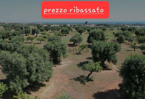 terreno agricolo in vendita a Monopoli