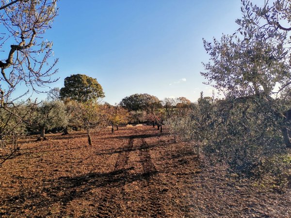 terreno edificabile in vendita a Monopoli
