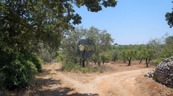 terreno agricolo in vendita a Monopoli