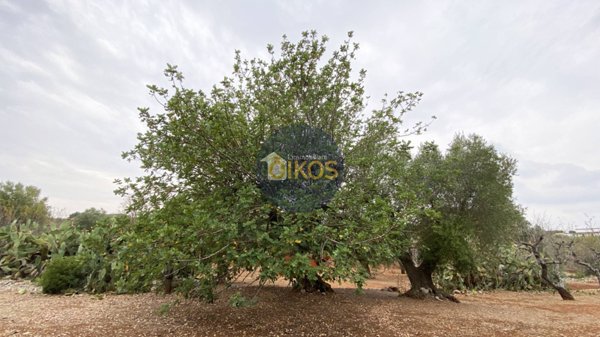 terreno edificabile in vendita a Monopoli