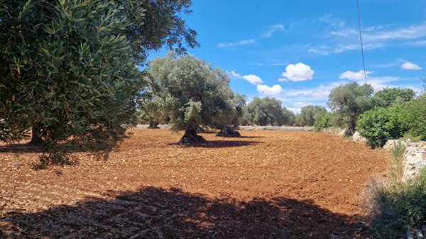 terreno agricolo in vendita a Monopoli