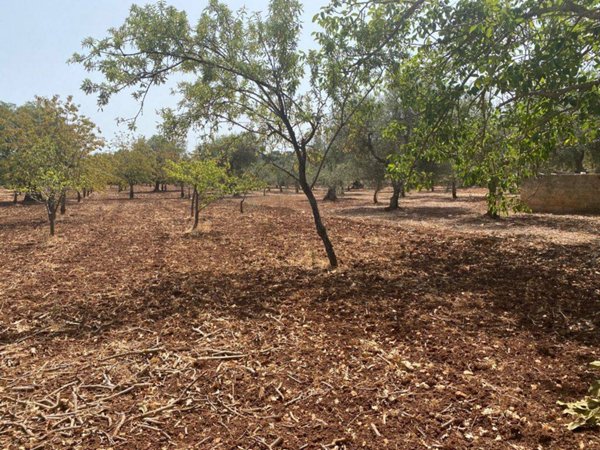 terreno agricolo in vendita a Monopoli in zona Cozzana