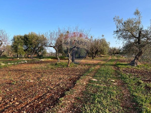 terreno agricolo in vendita a Monopoli