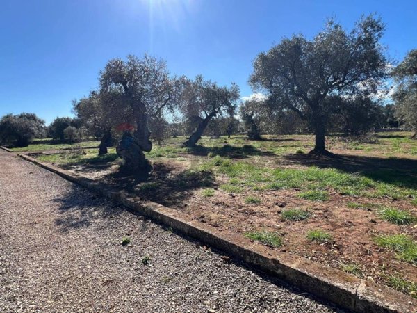 terreno agricolo in vendita a Monopoli in zona Centro Storico