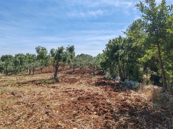 terreno agricolo in vendita a Monopoli