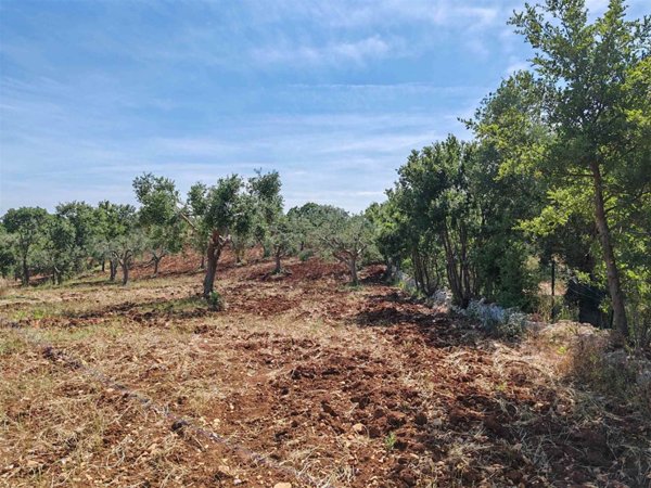terreno agricolo in vendita a Monopoli