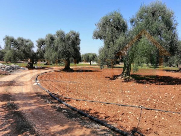 terreno agricolo in vendita a Monopoli in zona San Vincenzo