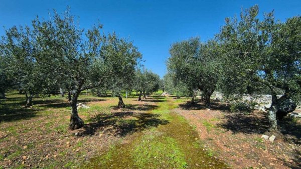 terreno agricolo in vendita a Monopoli